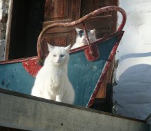 Hüter des Bücherschatzes